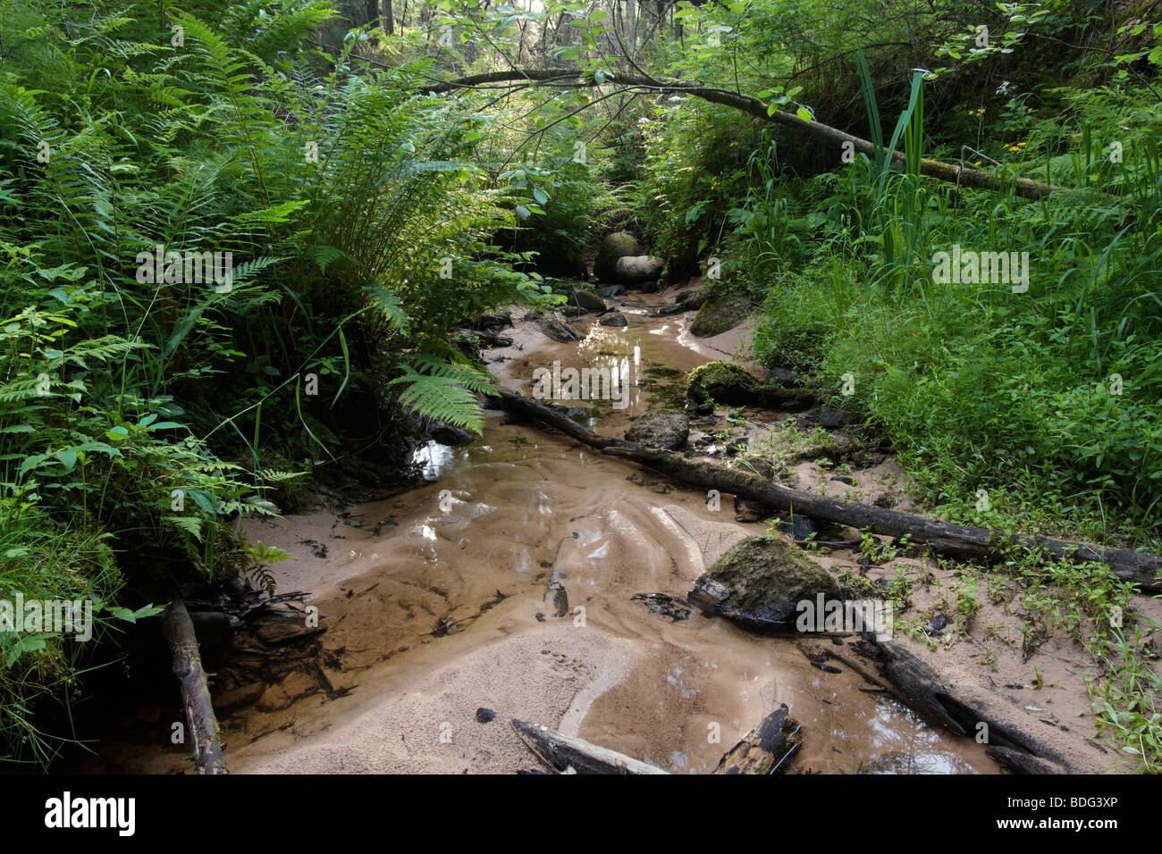 Forest creek with lush vegetation Stock Photo