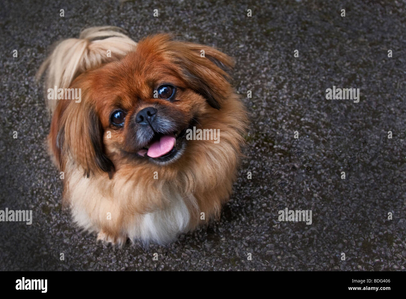 small pekingese