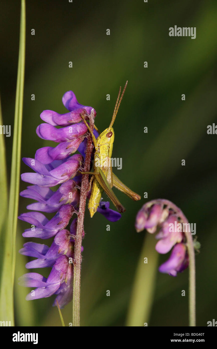 Grasshopper on a flower Stock Photo