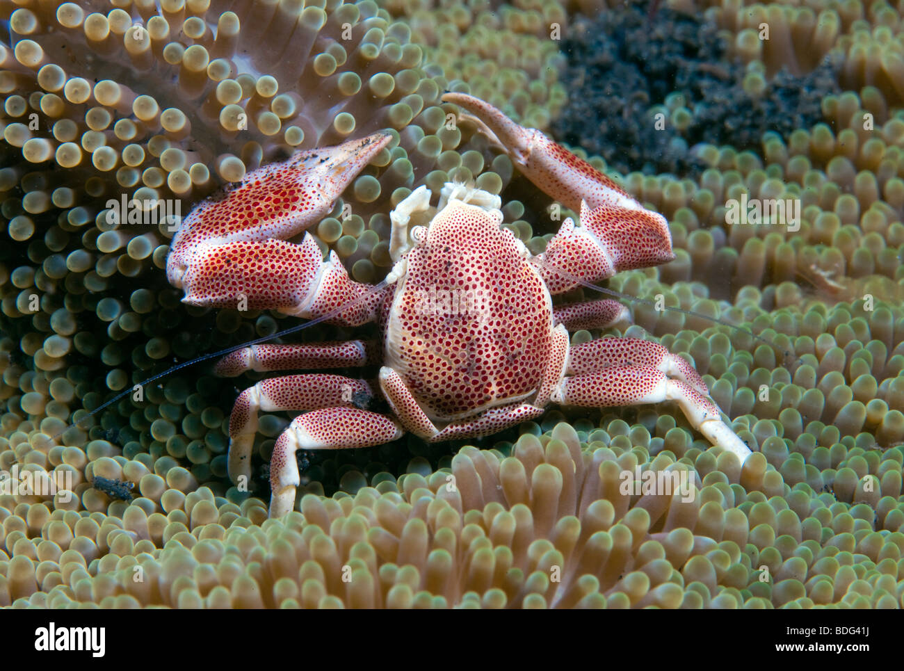 Dotted Anemone Crab (Neopetrolisthes maculatus), Indonesia, Southeast