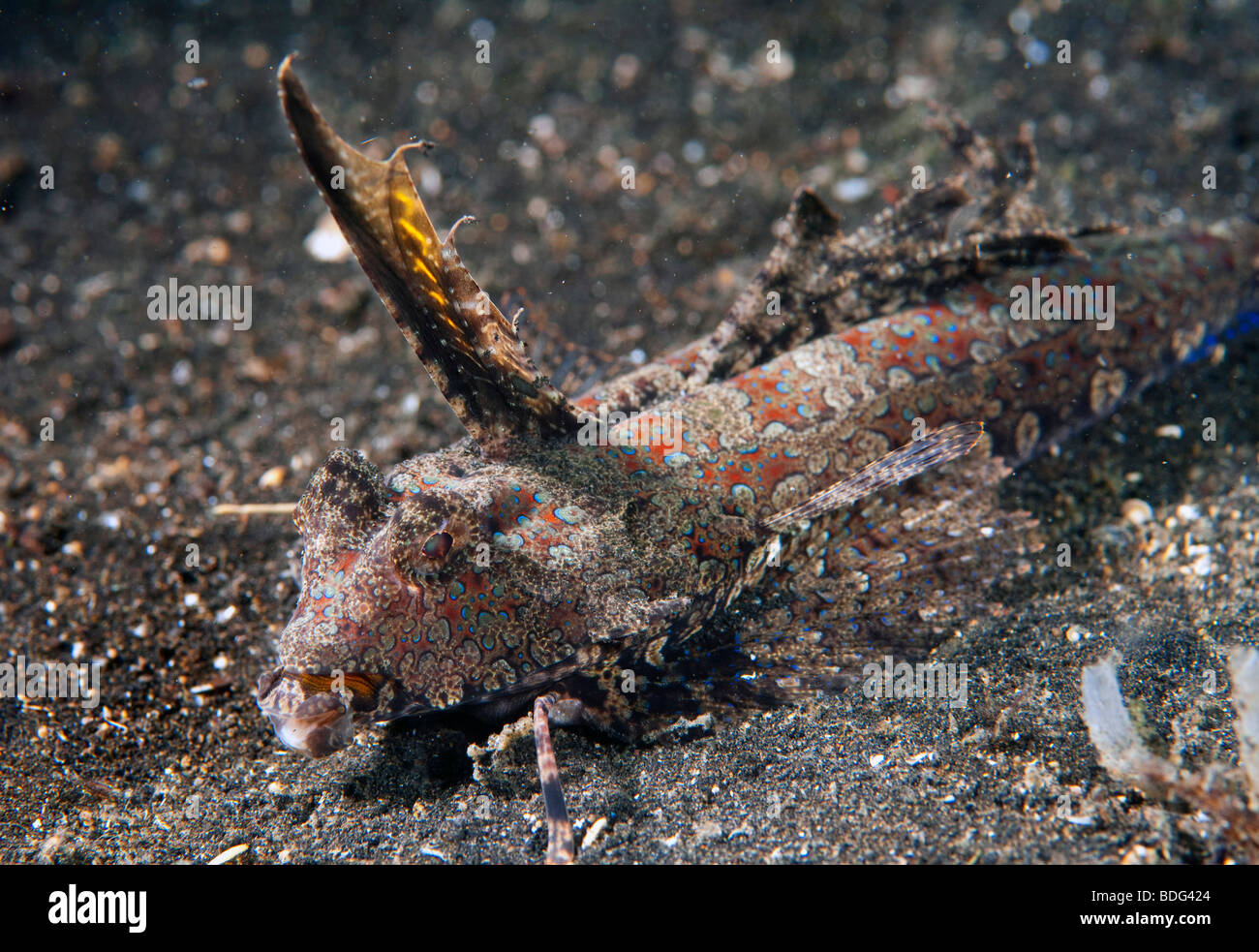 Fingered Dragonet, (Dactylopus dactylopus), Lembeh Strait, Sulawesi, Indonesia, Southeast Asia Stock Photo