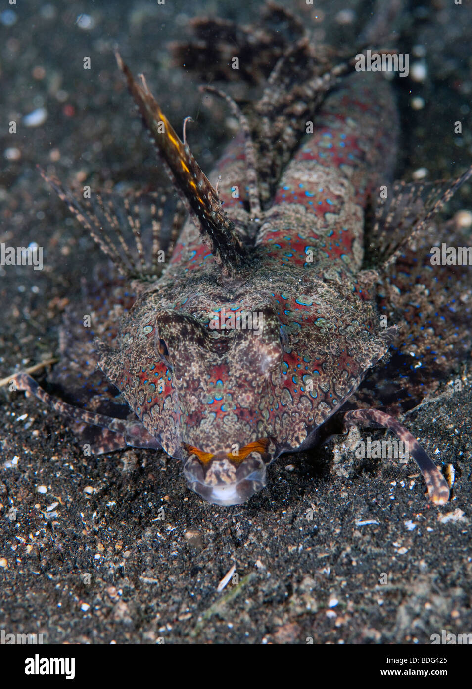Fingered Dragonet (Dactylopus dactylopus), Lembeh Strait, Sulawesi, Indonesia, Southeast Asia Stock Photo
