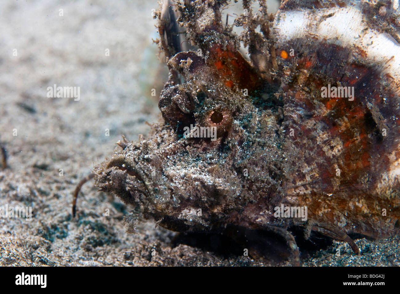 Devil scorpionfish (Inimicus didactylus), Sulawesi, Indonesia, Southeast Asia Stock Photo