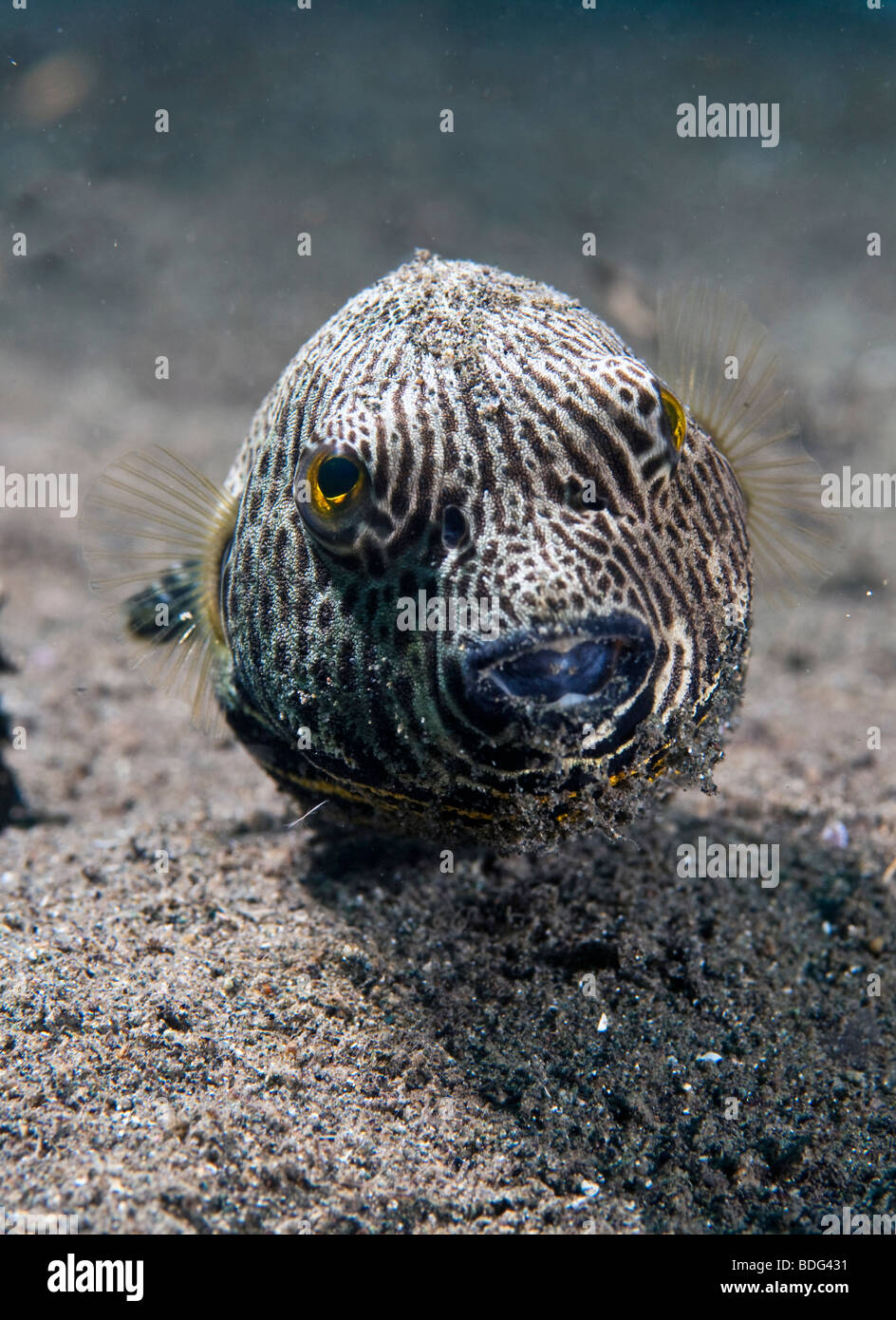 Giant pufferfish (Arothron sp.), Lembeh Strait, Sulawesi, Indonesia, Southeast Asia Stock Photo