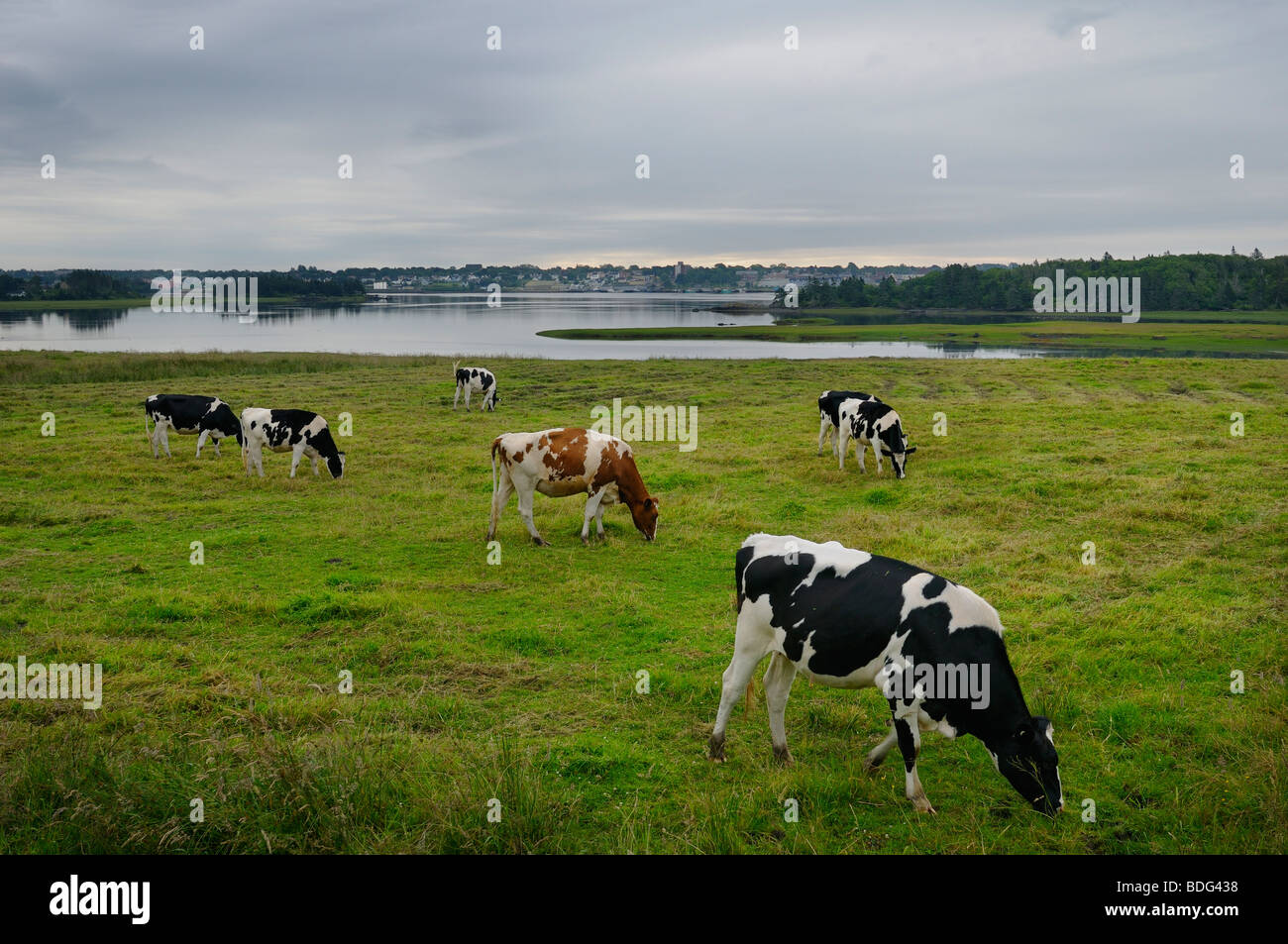 Herd of Holstein cows grazing in pasture near Overton with Yarmouth ...