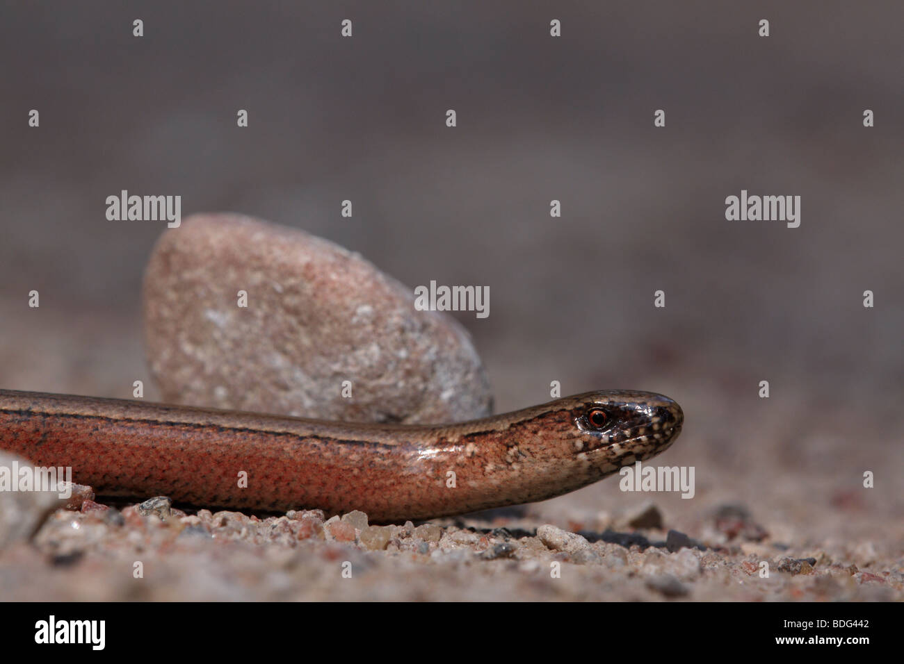 Slow worm Stock Photo