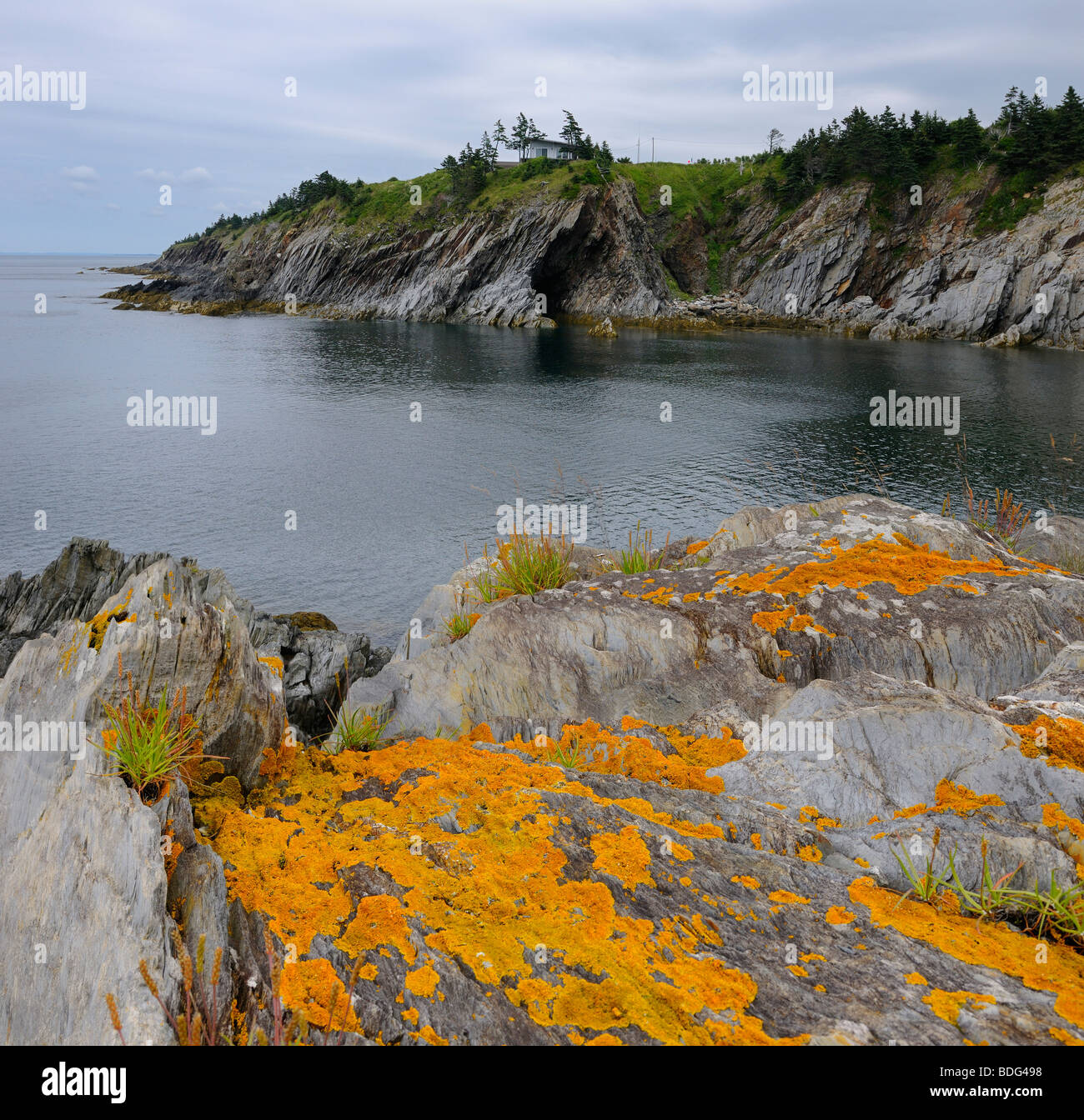 Orange lichen on the sea cliffs of Smugglers Cove Provincial Park St Mary's Bay Atlantic coast Nova Scotia Canada Stock Photo