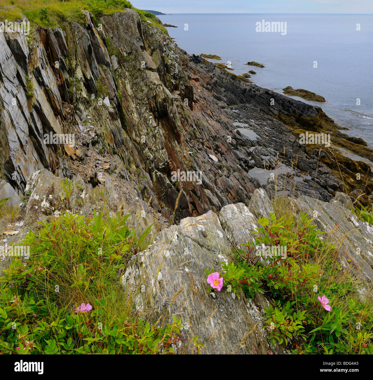 Wild rose on top of the sea cliffs at Smugglers Cove Provincial Park Nova Scotia Stock Photo