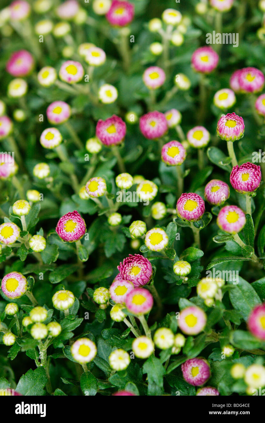 Chrysanthemum hi-res stock photography and images - Alamy