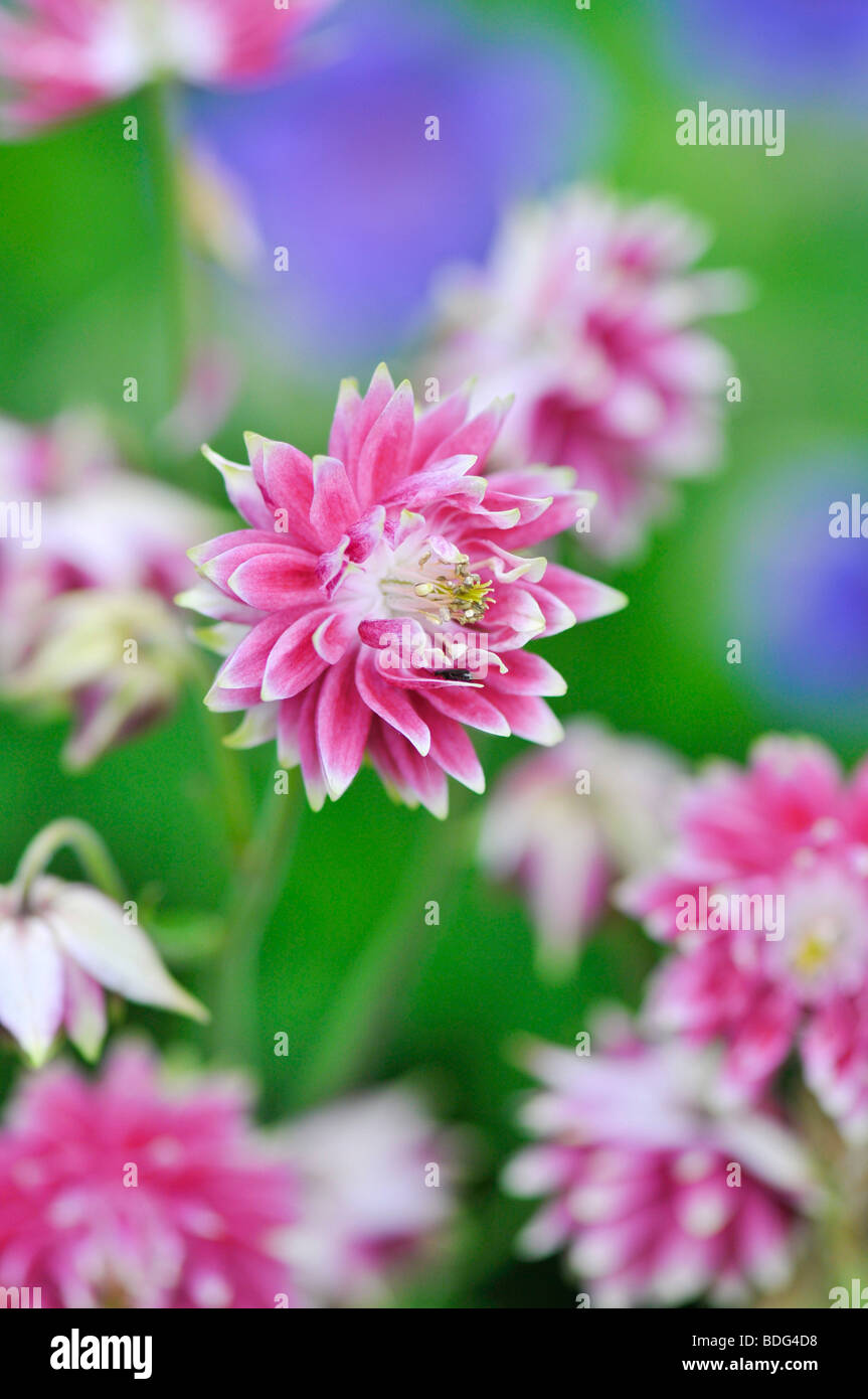 Blossom of a Columbine (Aquilegia) Stock Photo
