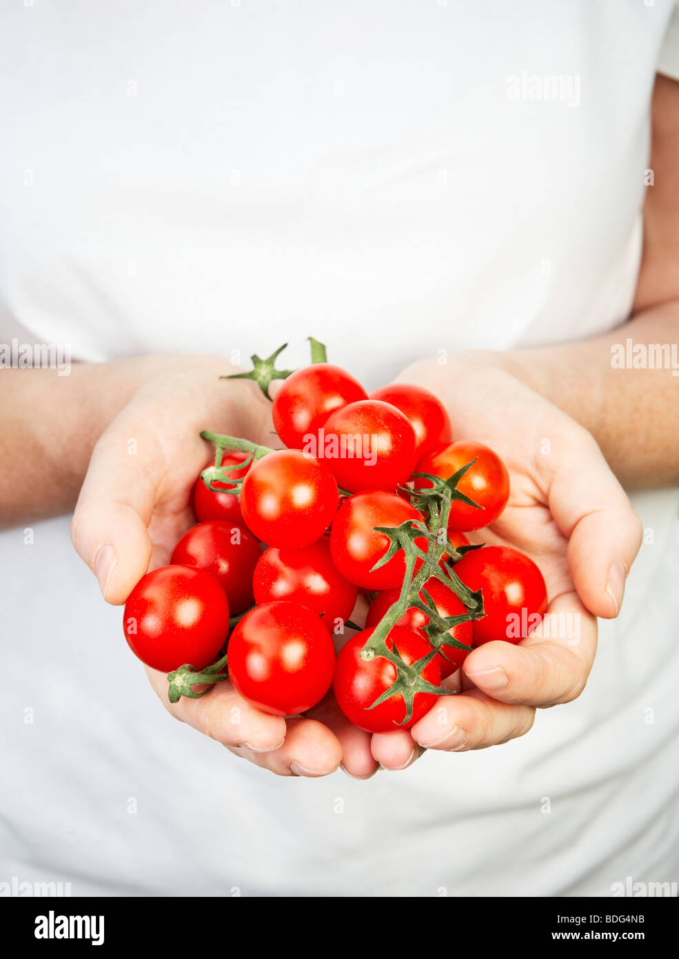 Hands holding ripe red vine tomatoes Stock Photo Alamy
