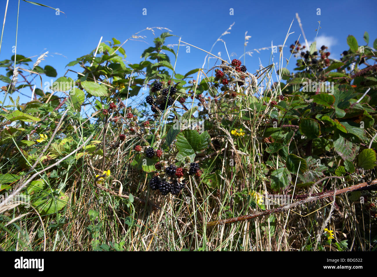 common blackberry rubus fruticosus blackberries various stages growing on a wild bramble bush hedgerow in ireland Stock Photo