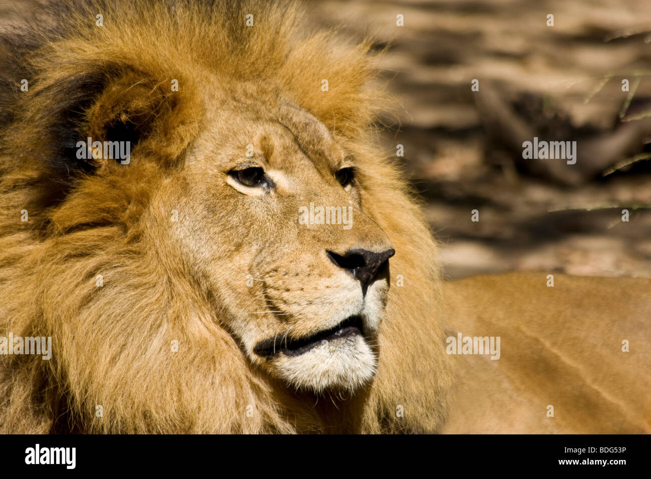 'African lion' at the 'Los Angeles Zoo' in 'Los Angeles, California'. Stock Photo