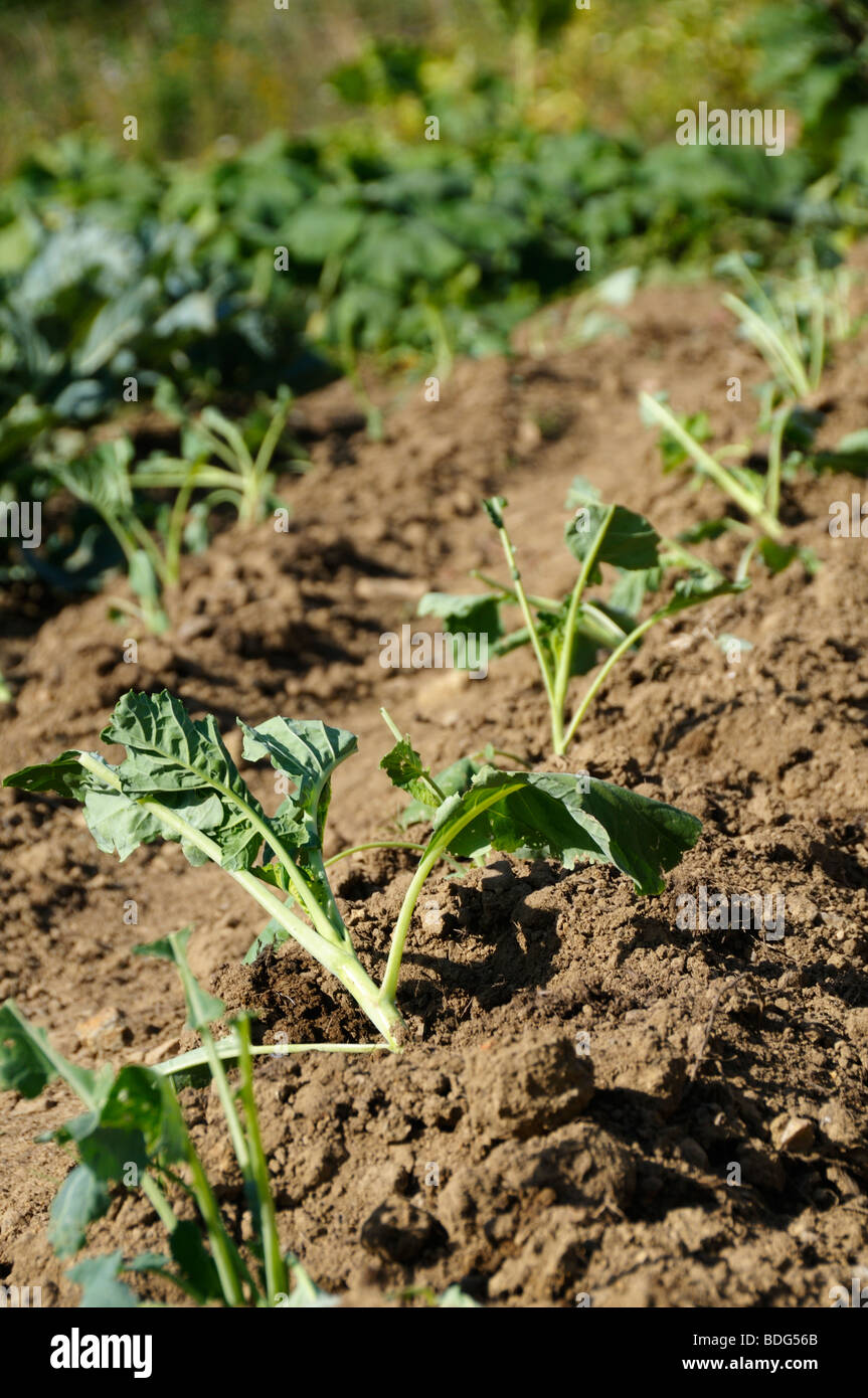 Cabbage seedlings hires stock photography and images Alamy