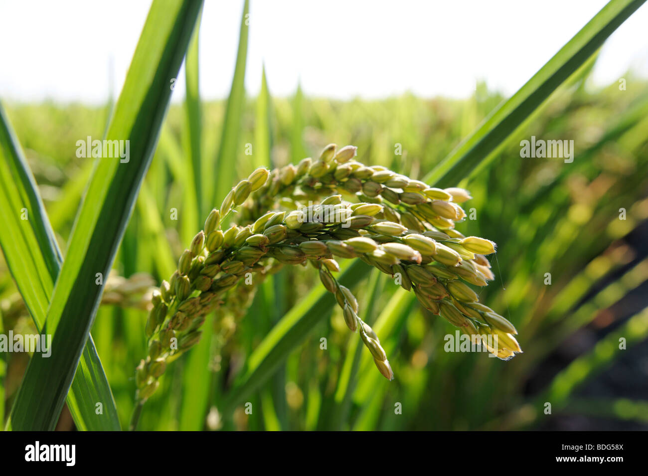 Detail of Spanish rice growing in Albufera. Valencia. Spain Stock Photo