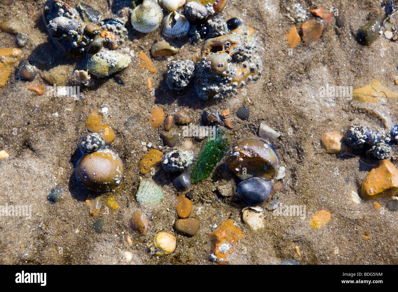 Pebbles shells on beach hi-res stock photography and images - Alamy
