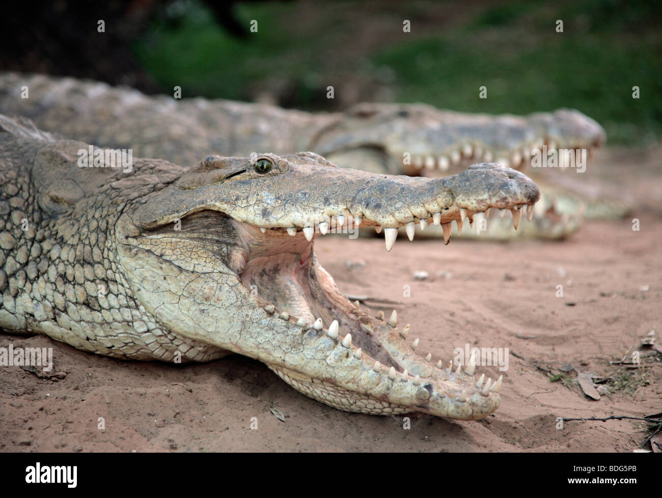 Crocodiles (Crocodilia) Stock Photo