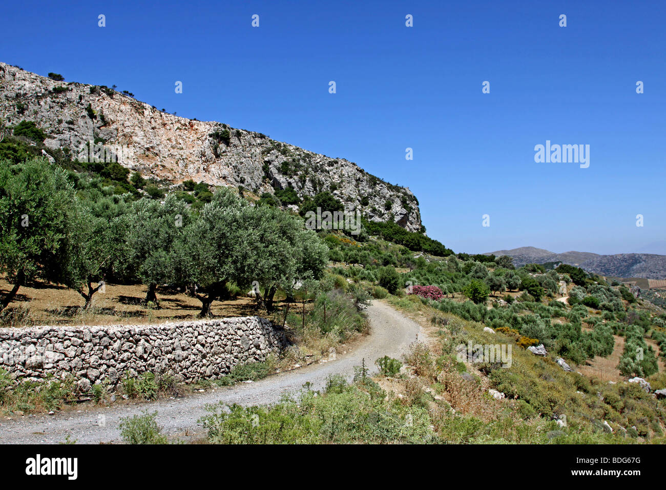 Terraces olive trees hi-res stock photography and images - Alamy