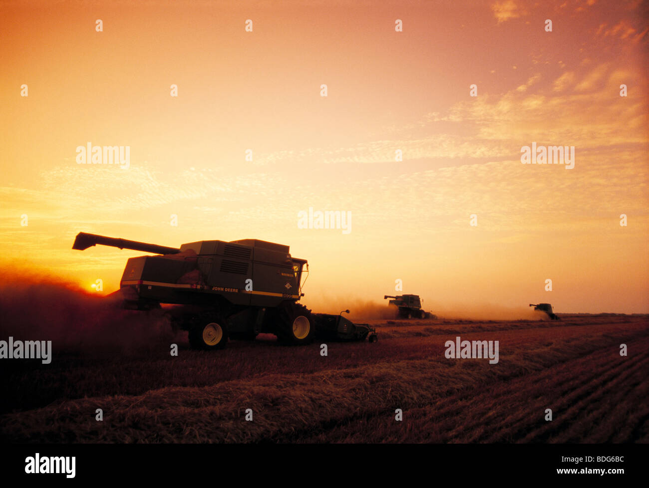 Agriculture - Combines harvesting swathed and dried wheat at sunset / near Niverville, Manitoba, Canada. Stock Photo