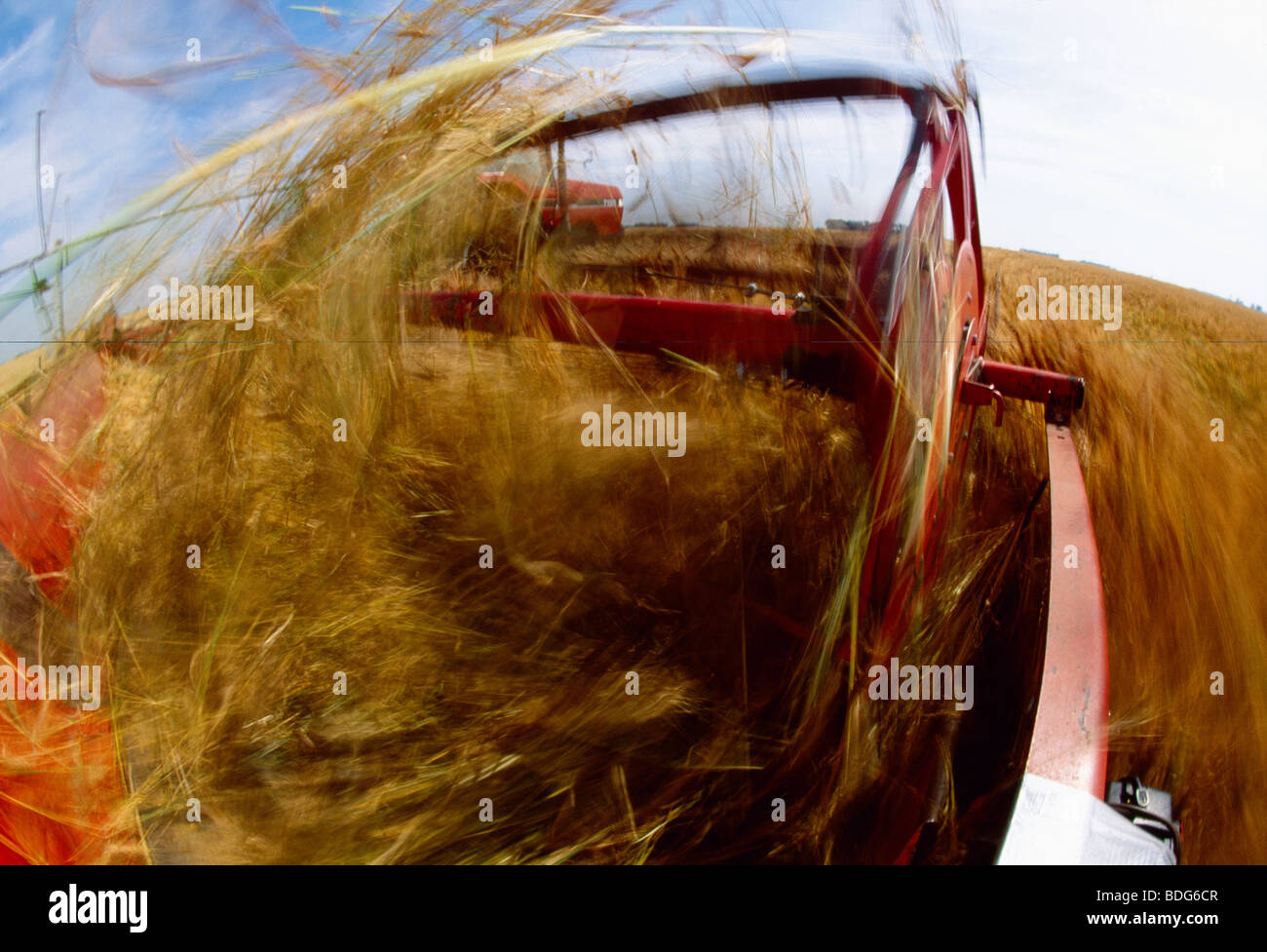 Swathed Agriculture - Motion study of wheat being swathed during harvest / East ...