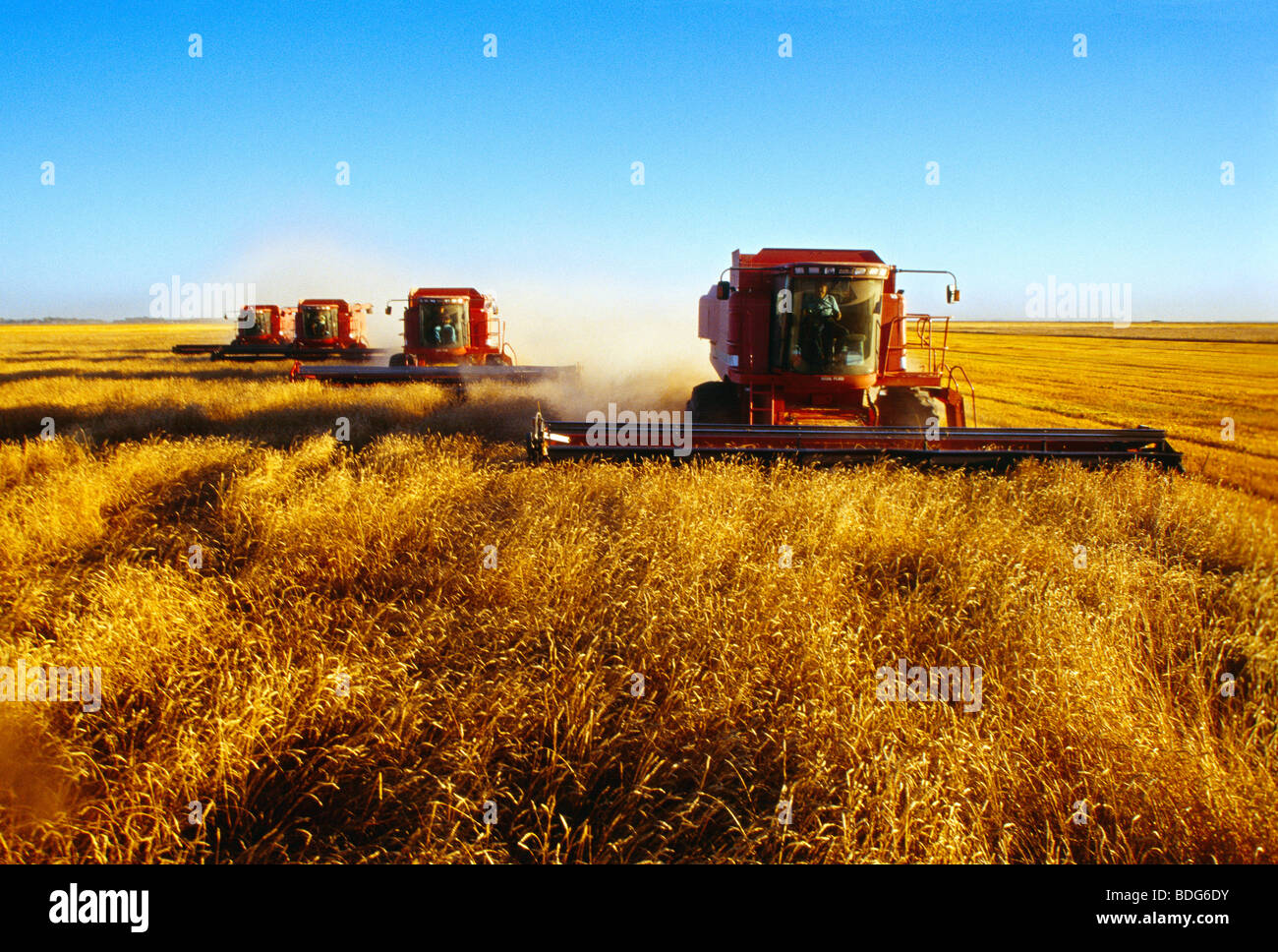 Agriculture - Four red combines in formation harvest wheat in afternoon light / near Dufrost, Manitoba, Canada. Stock Photo