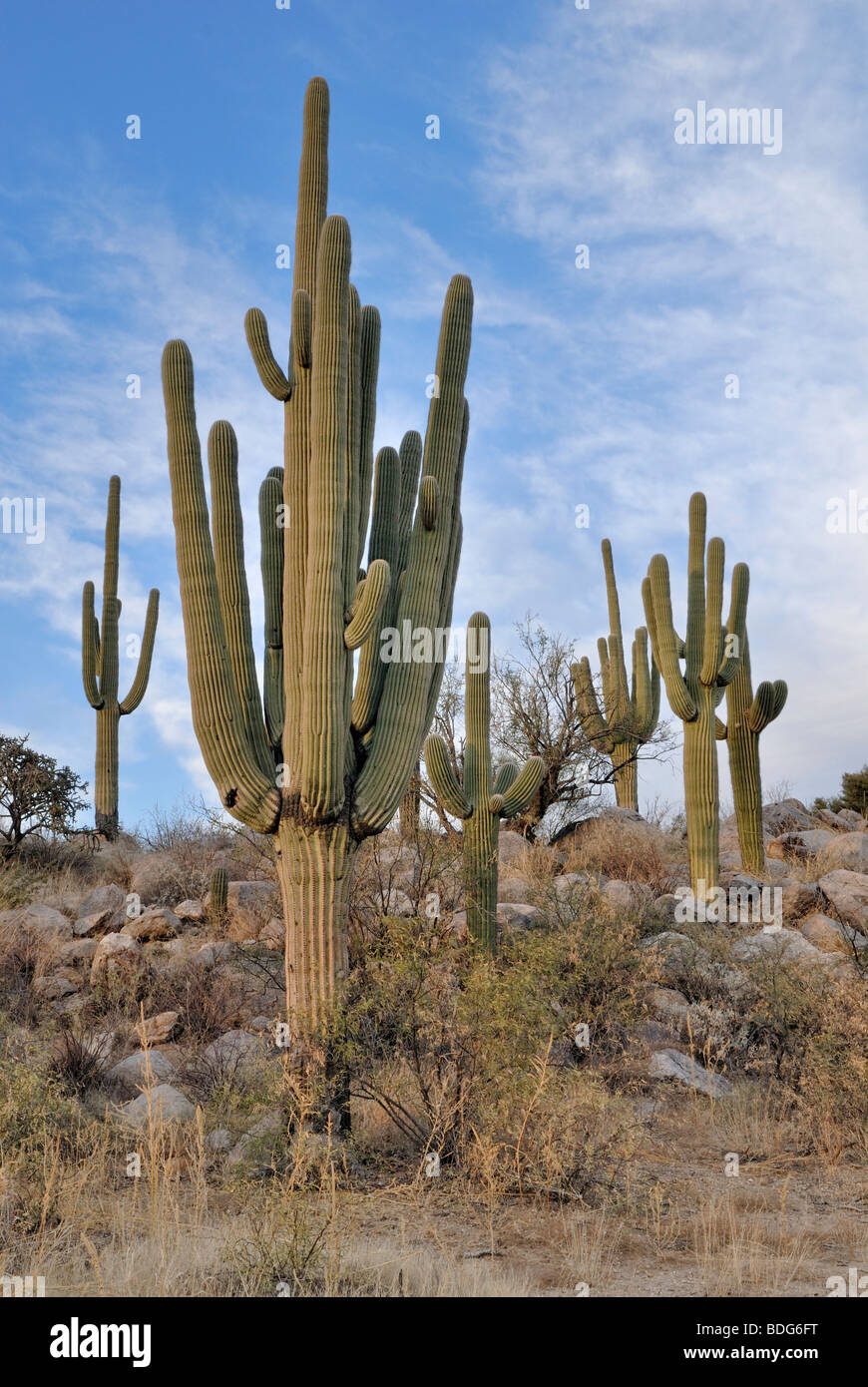 Saguaros (Carnegiea gigantea), cacti, in the evening sun, Catalina State Park, Tucson, Arizona, USA Stock Photo