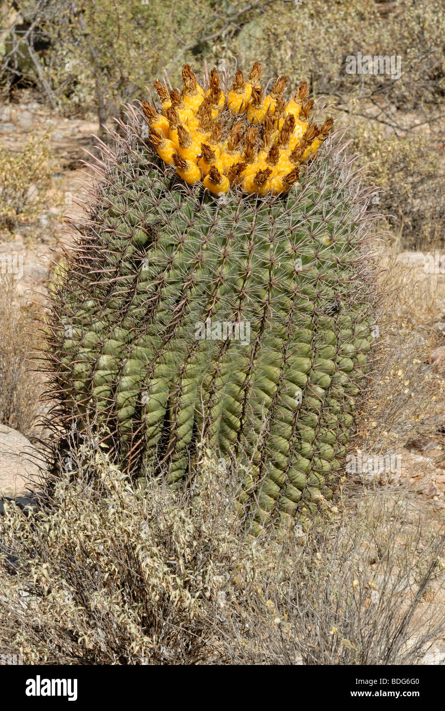 Golden Barrel Cactus (Echinocactus grusonii), also called Mother-in-Law's Cushion, with yellow fruit, Tucson, Arizona, USA Stock Photo