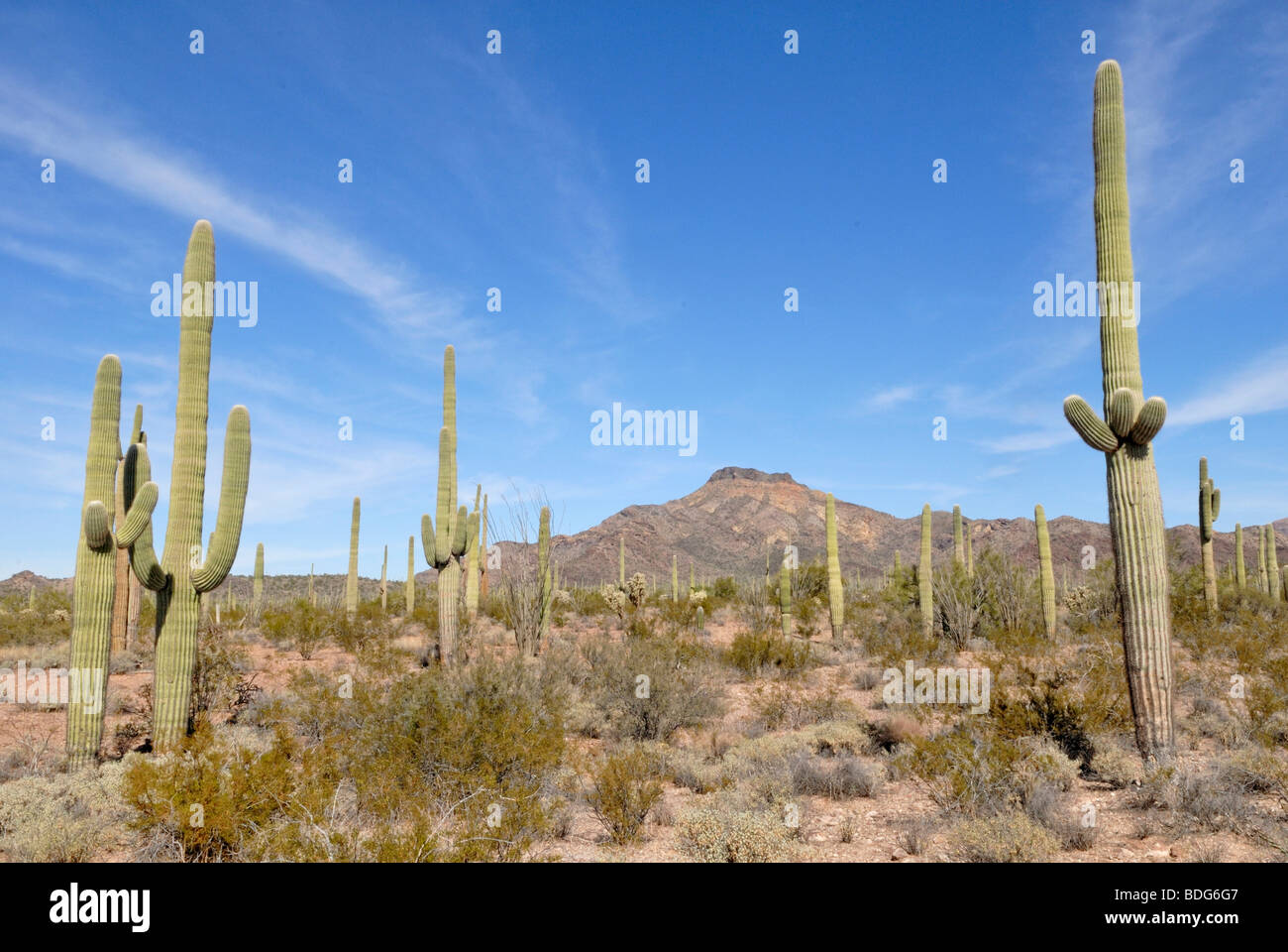 Saguaros (Carnegiea gigantea), cacti, in the evening sun, Catalina State Park, Tucson, Arizona, USA Stock Photo