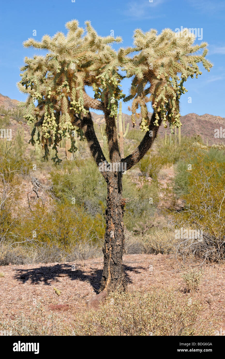 Chain Fruit Cholla or Jumping Cholla (Opuntia fulgida), Organ Pipe Cactus National Monument, southern Arizona, USA Stock Photo