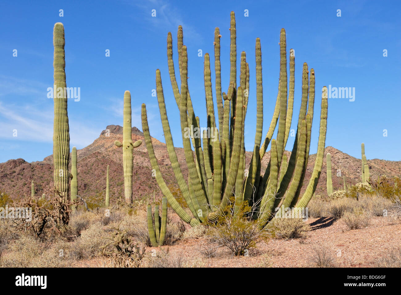 Organ Pipe Cactus (Stenocereus thurberi) and Saguaro Cactus (Carnegiea gigantea), Organ Pipe National Monument, southern Arizon Stock Photo