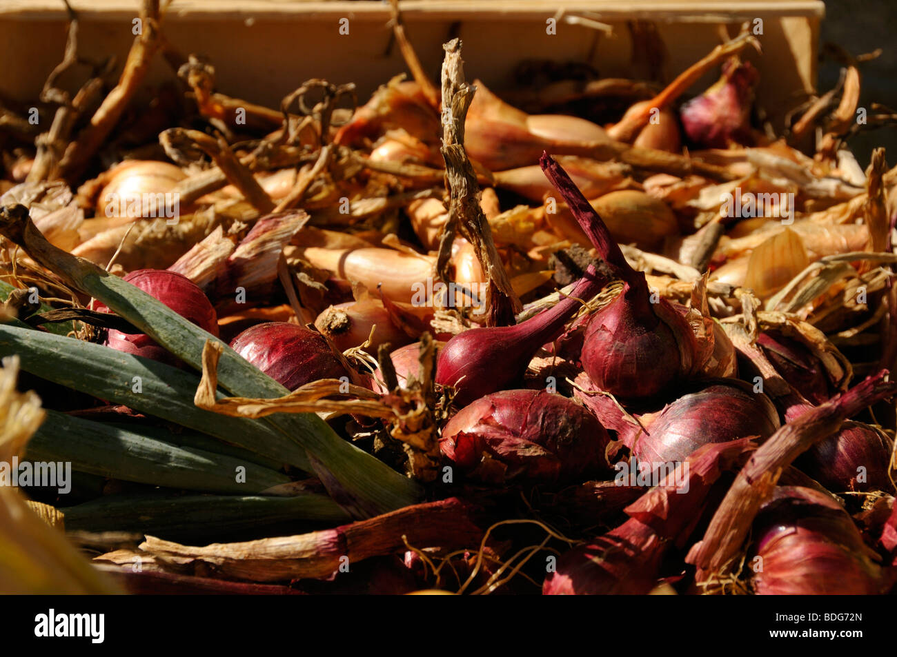 Freshly picked red onions hi-res stock photography and images - Alamy