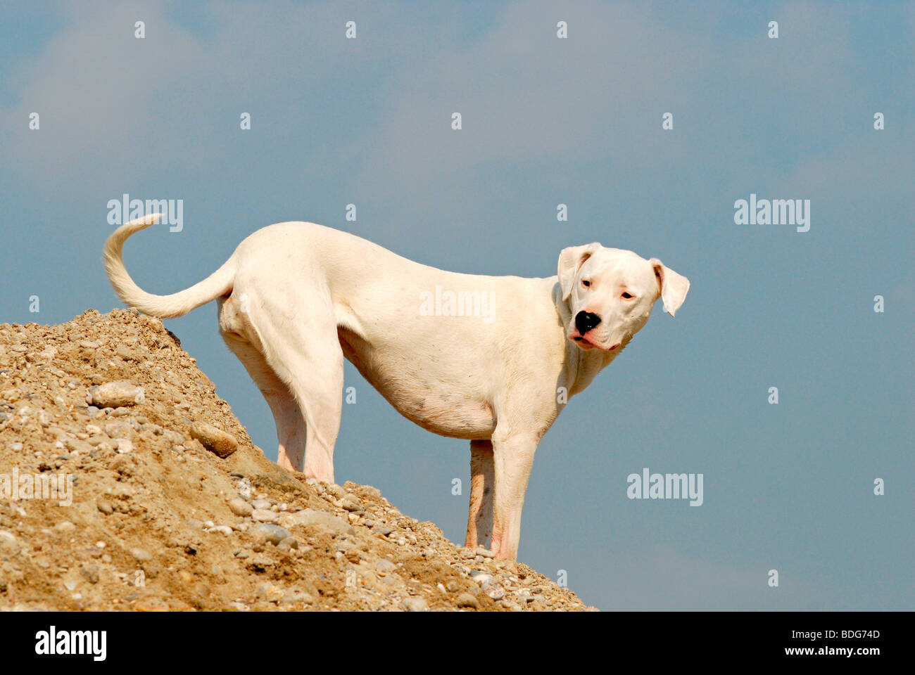 Dogo Argentino standing on a ridge Stock Photo