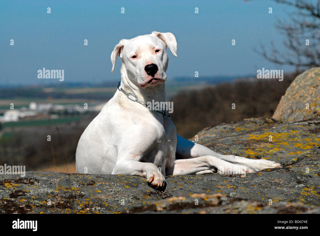 Dogo Argentino lying on a rock Stock Photo