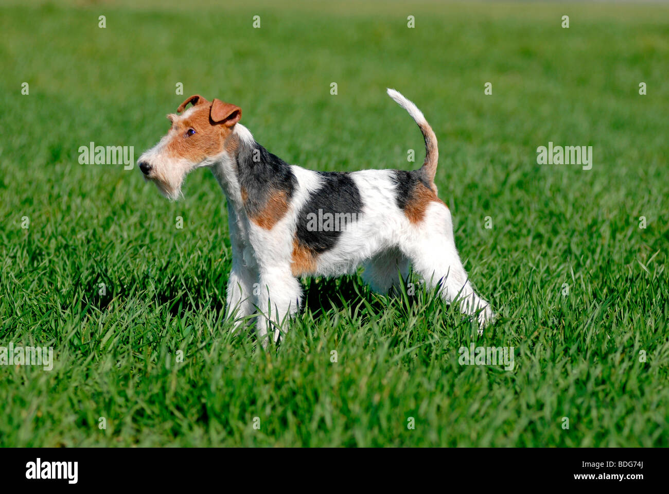 Wire-haired Fox Terrier standing on a lawn Stock Photo