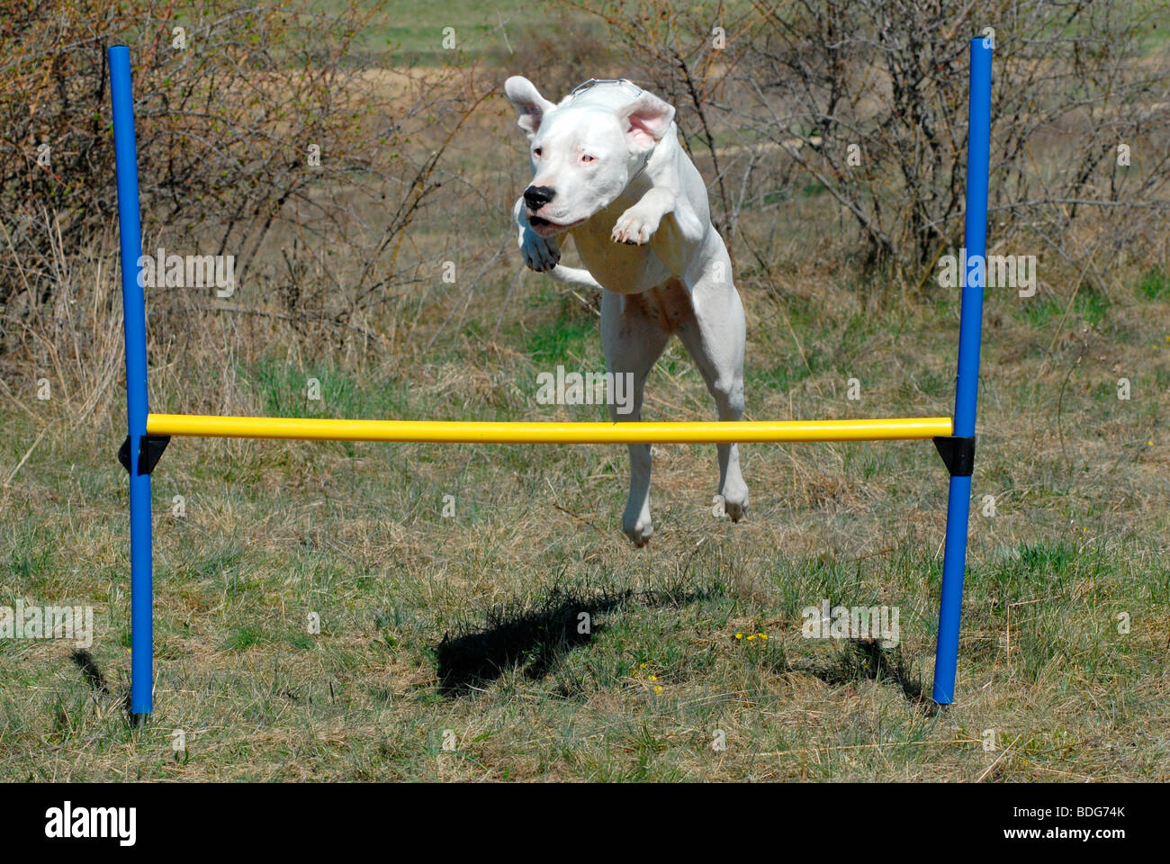 Dogo Argentino jumping over an obstacle Stock Photo
