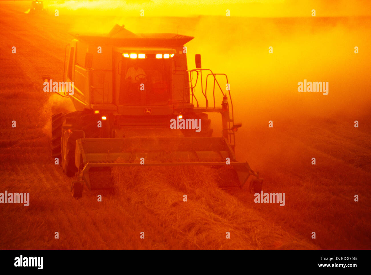 Agriculture - A combine harvests mature swathed wheat in late summer at sunset / near Dugald, Manitoba, Canada. Stock Photo