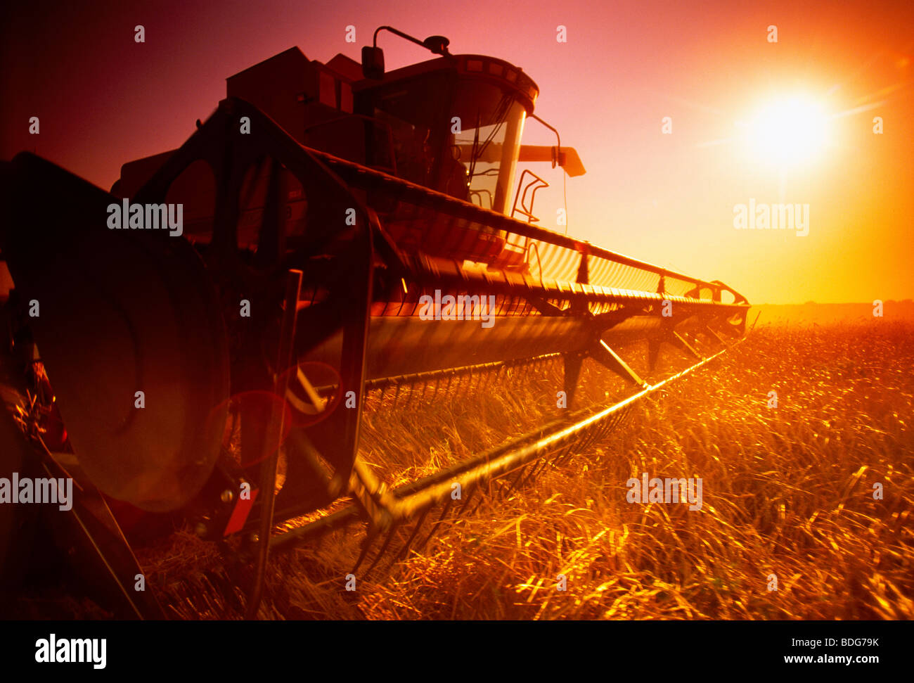 Grain low yield hires stock photography and images Alamy