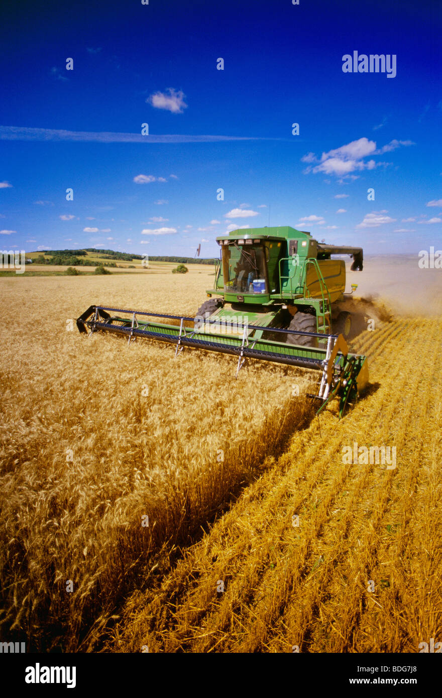 Agriculture - A combine harvests Winter wheat in late Summer in bright afternoon sunlight / near Holland, Manitoba, Canada. Stock Photo