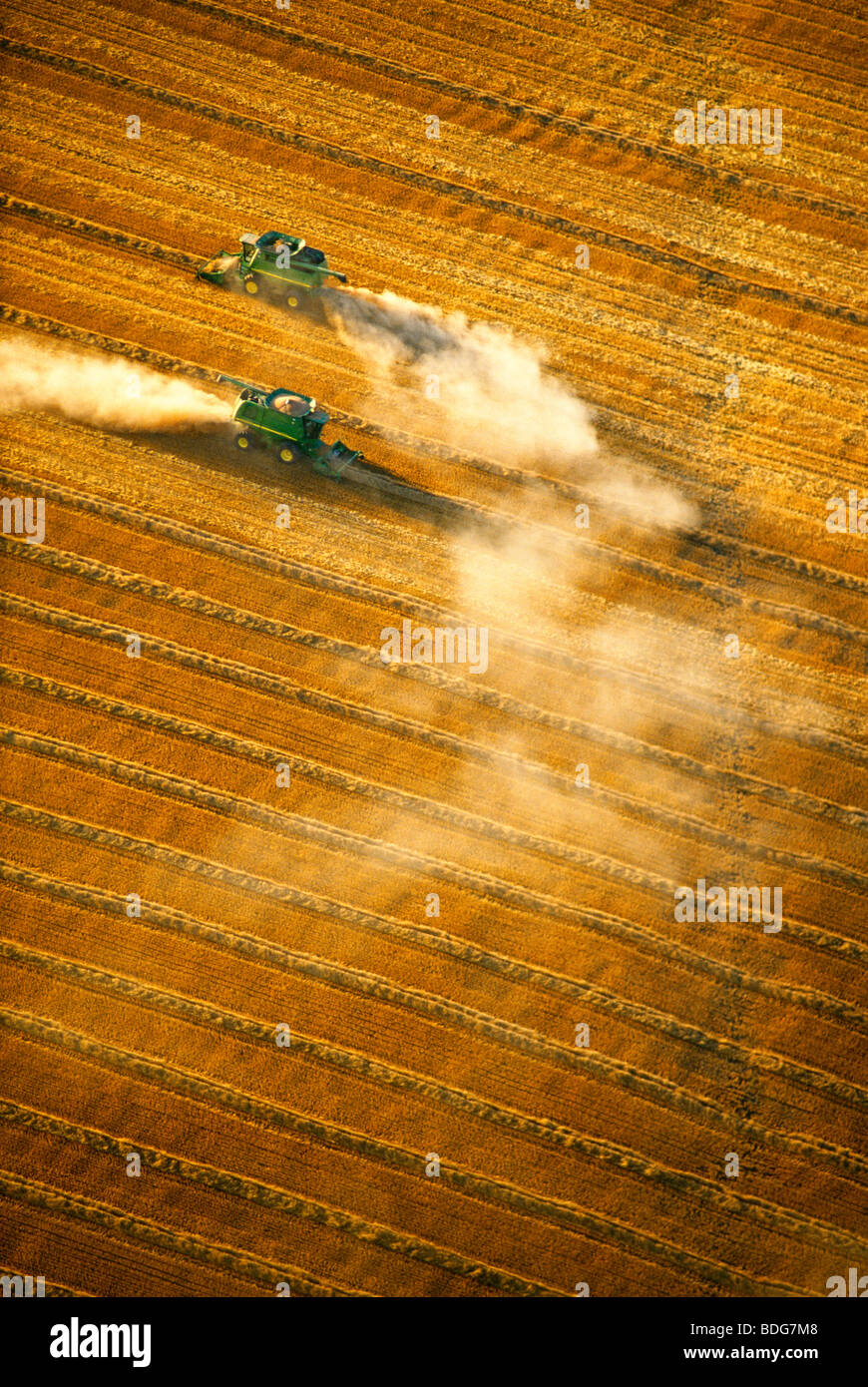 Agriculture - Aerial view of two combines harvesting wheat in late Summer, in bright late afternoon sunlight / Manitoba, Canada. Stock Photo