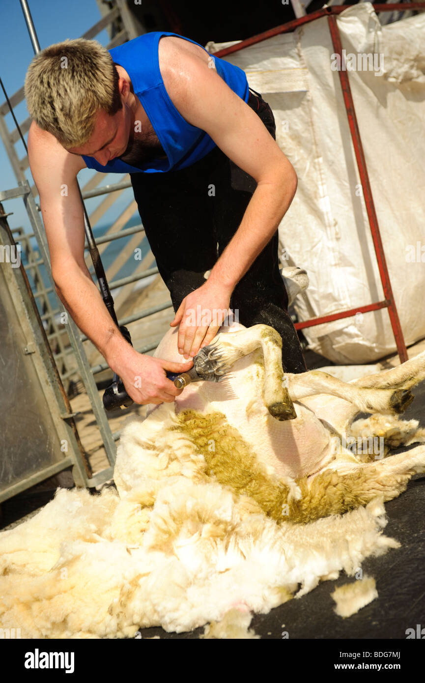 Welsh sheep shearing hires stock photography and images Alamy