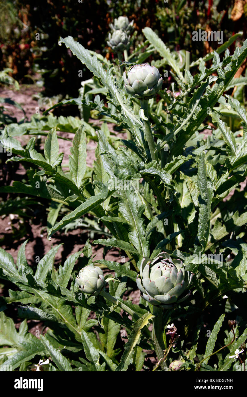 CYNARA SCOLYMUS. GLOBE ARTICHOKE. UK Stock Photo Alamy