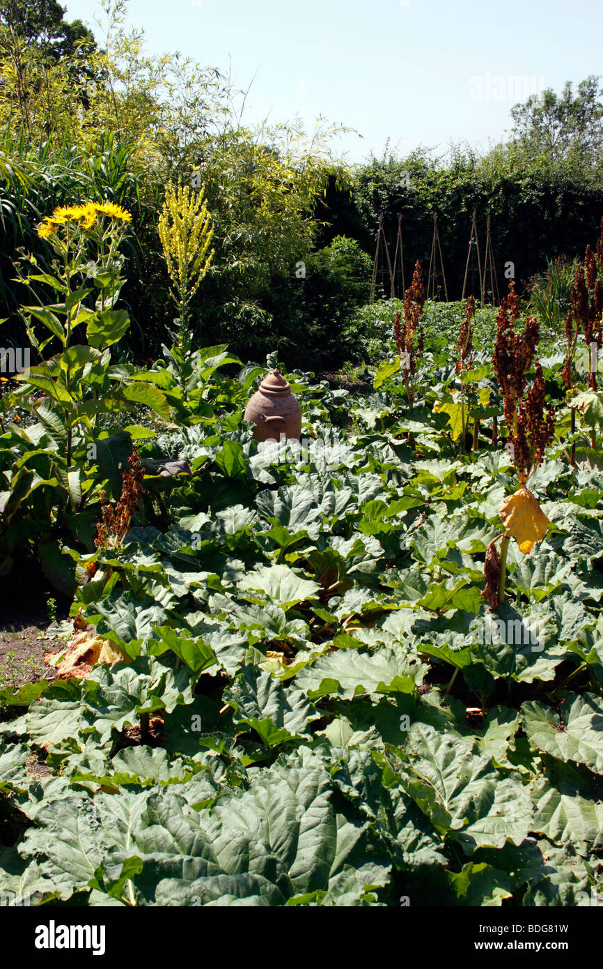 A LARGE RHUBARB PATCH WITH A FORCING JAR ON AN ALLOTMENT. UK. Stock Photo