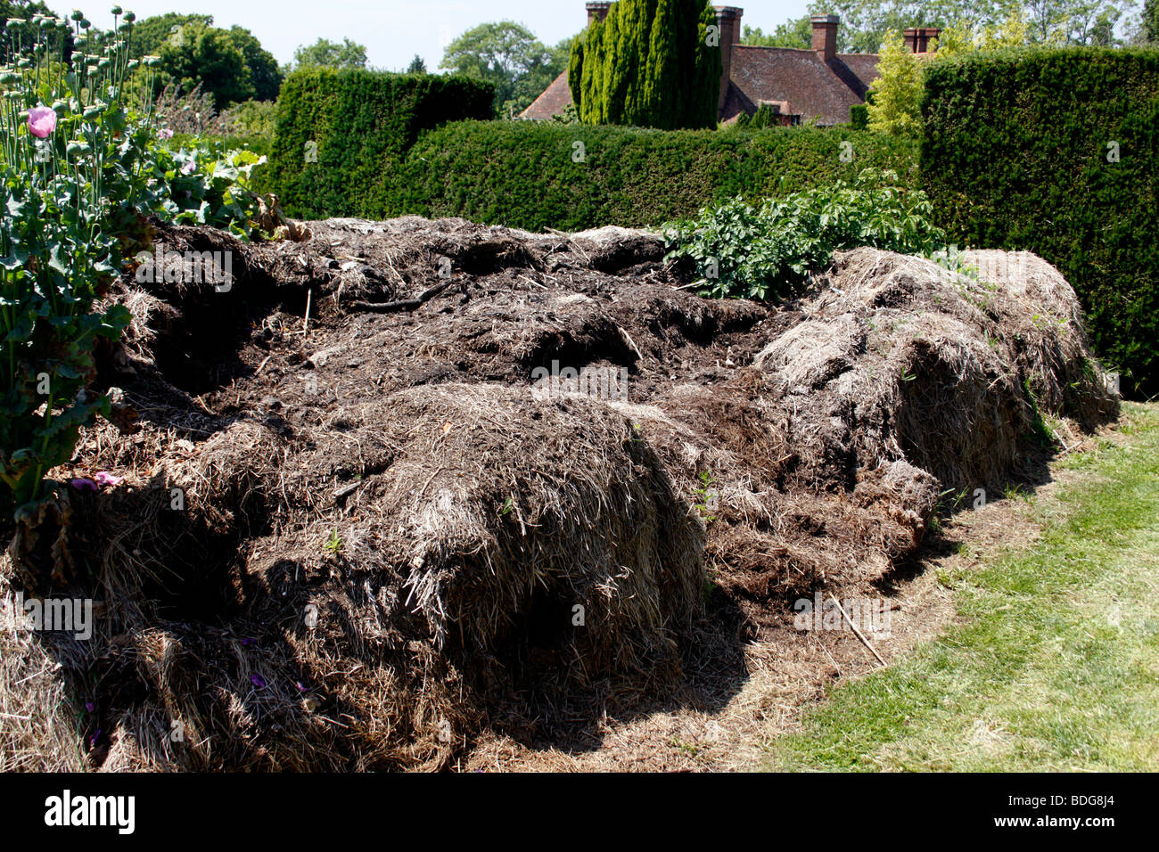 AN OPEN COMPOST HEAP IN AN ALLOTMENT GARDEN. UK Stock Photo Alamy