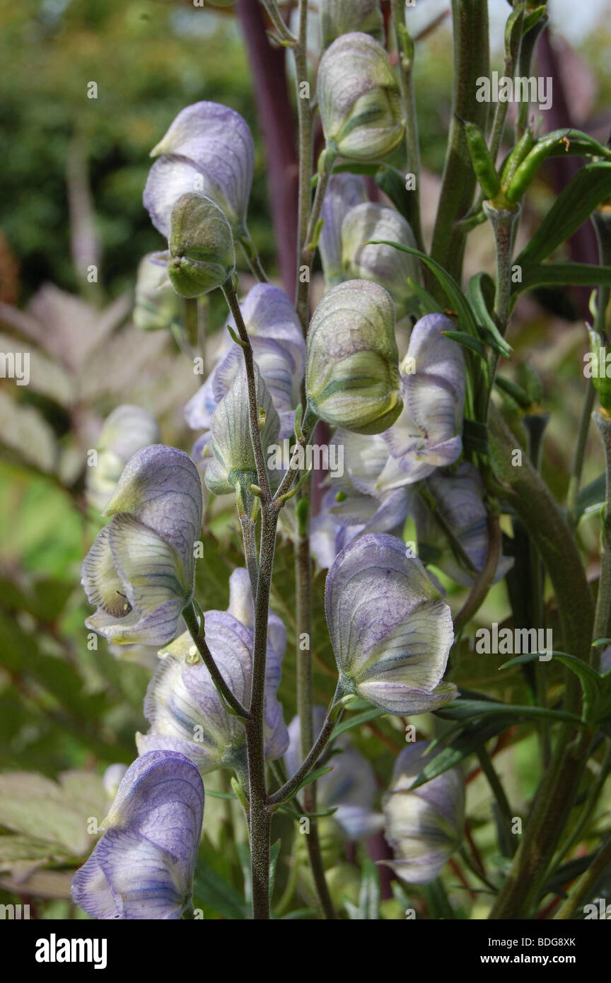 Aconitum stainless steel Stock Photo