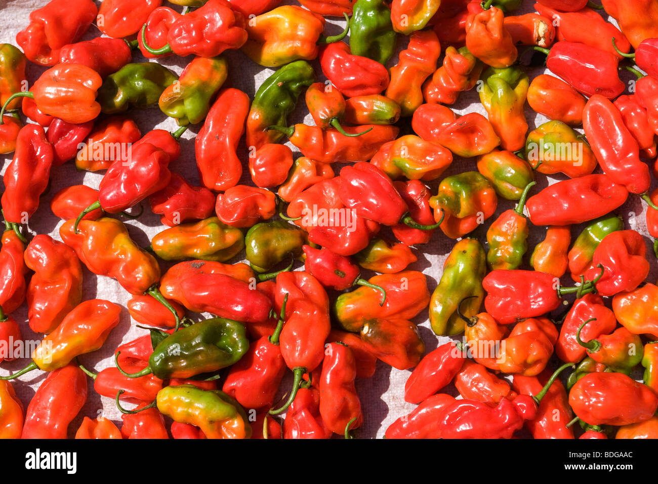 Chilli varieties hires stock photography and images Alamy