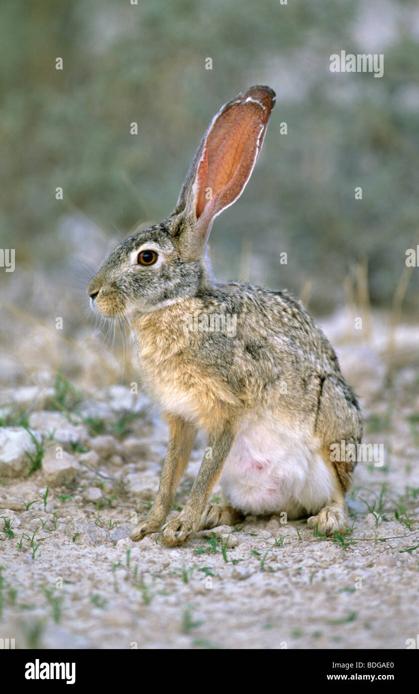 Cape hare, Lepus capensis, Addo national park, South Africa Stock Photo