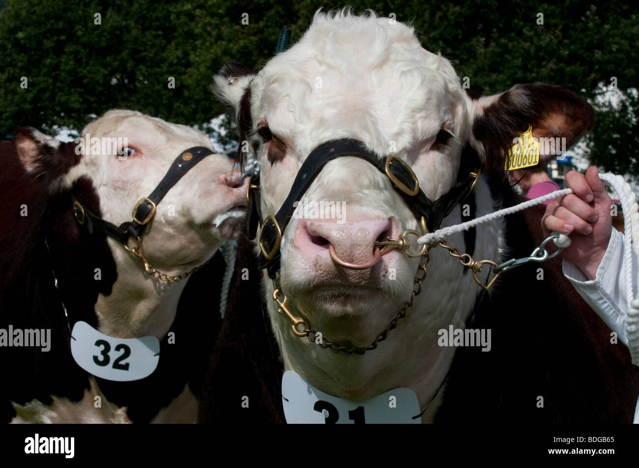Hereford bull nose ring hi-res stock photography and images - Alamy
