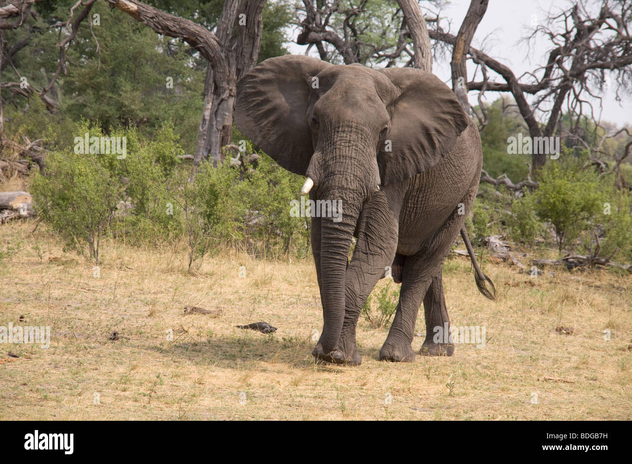 Botswana, Okavango Delta Kwanda - Linyanti River Lagoon Camp Elephant Stock Photo