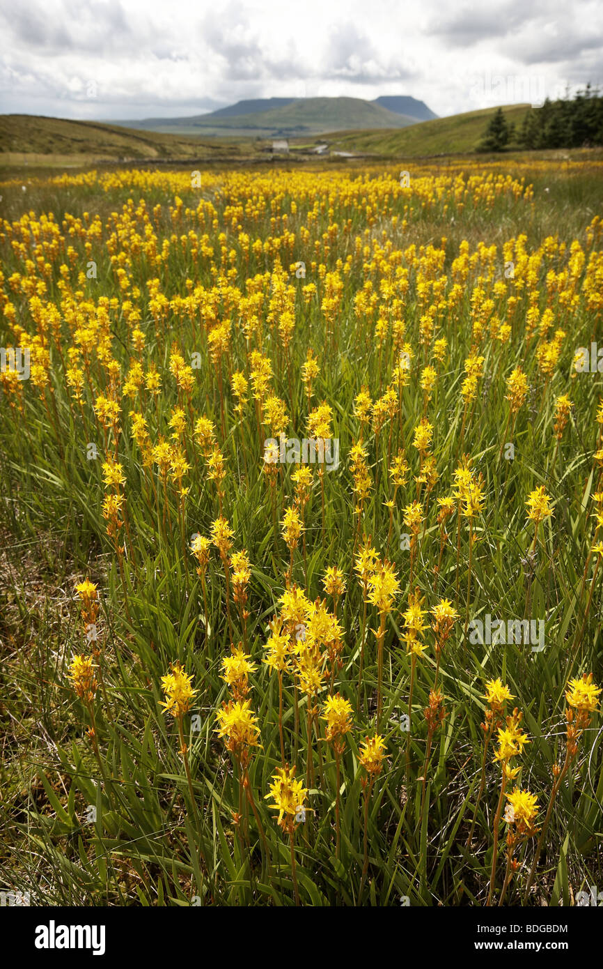 Bog Asphodel, Narthecium ossifragum, growing in profusion near ...