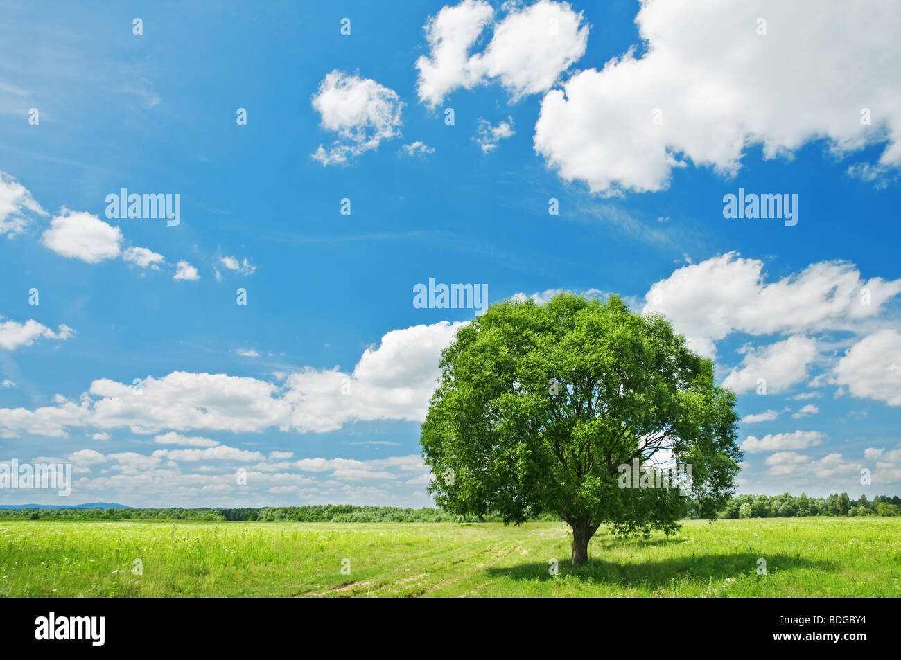 alone tree on field Stock Photo